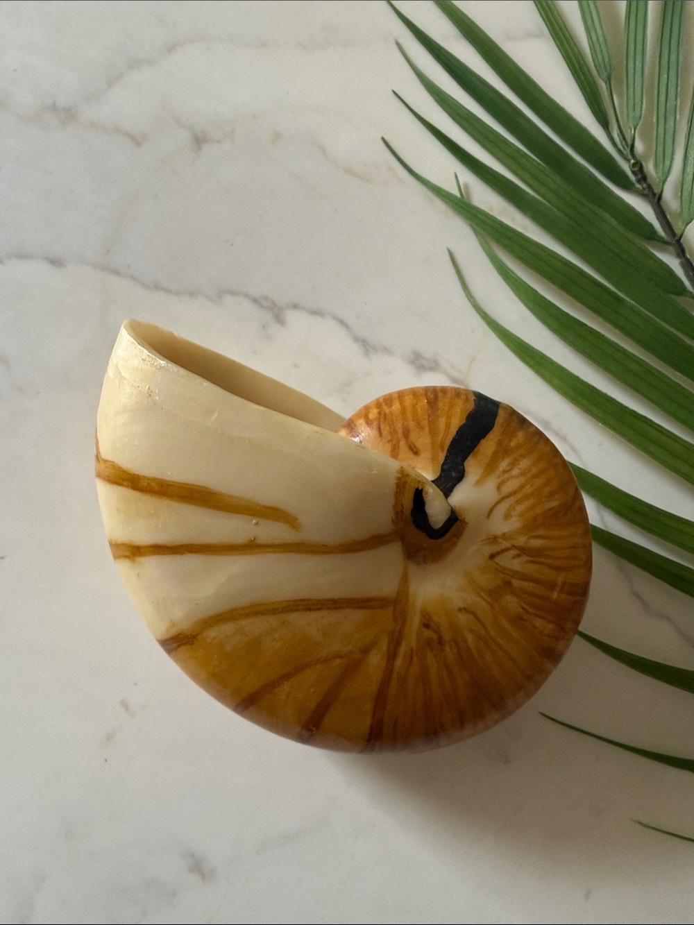 Vintage Hand Painted Nautilus Shell Decor